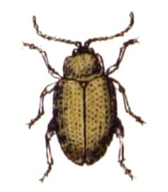 Psylliodes.affinis.-.calwer.43.21 by Emil Hochdanz
. Used under a Public domain license.