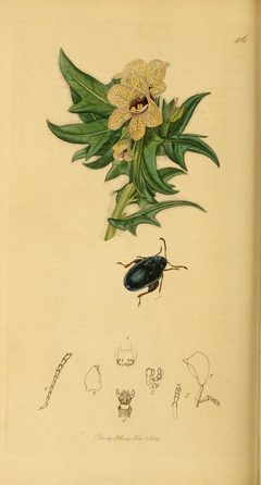 Britishentomologyvolume2Plate486 by Curtis. Used under a Public domain license.