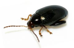 Psylliodes-chrysocephala-01-fws by Francisco Welter-Schultes. Used under a CC0 license.