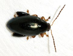 Psylliodes-chrysocephala-04-fws by Francisco Welter-Schultes. Used under a CC0 license.