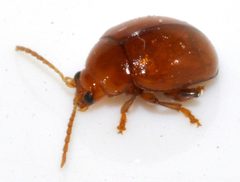 Sphaeroderma-testaceum-01-fws by Francisco Welter-Schultes. Used under a CC0 license.