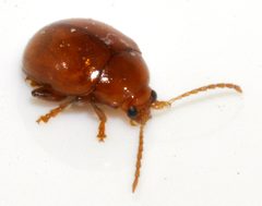 Sphaeroderma-testaceum-04-fws by Francisco Welter-Schultes. Used under a CC0 license.
