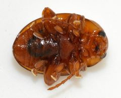 Sphaeroderma-testaceum-05-fws by Francisco Welter-Schultes. Used under a CC0 license.