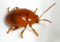 Sphaeroderma-testaceum-06-fws by Francisco Welter-Schultes. Used under a CC0 license.