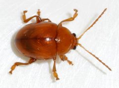 Sphaeroderma-testaceum-08-fws by Francisco Welter-Schultes. Used under a CC0 license.