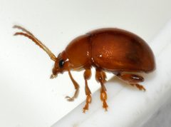 Sphaeroderma-testaceum-10-fws by Francisco Welter-Schultes. Used under a CC0 license.