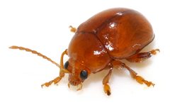 Sphaeroderma-testaceum-11-fws by Francisco Welter-Schultes. Used under a CC0 license.