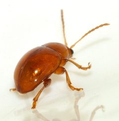 Sphaeroderma-testaceum-17-fws by Francisco Welter-Schultes. Used under a CC0 license.