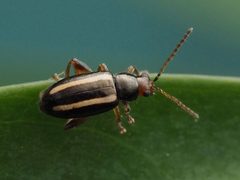 Systena elongata 100040399 by Zygy. Used under a CC0 license.