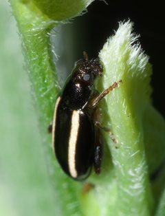 Systena elongata P1010901a by 
xpda. Used under a CC BY-SA 4.0 license.