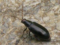 SystenaFrontalis by Smidon33. Used under a CC BY-SA 3.0 license.
