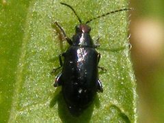 SystenaFrontalis1 by Smidon33. Used under a CC BY-SA 3.0 license.