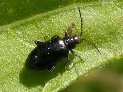 SystenaFrontalis2 by Smidon33. Used under a CC BY-SA 3.0 license.