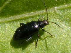 SystenaFrontalis3 by Smidon33. Used under a CC BY-SA 3.0 license.
