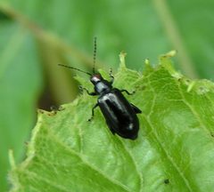 Systena frontalis by Jacy Lucier. Used under a CC BY-SA 4.0 license.