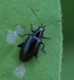 Systena frontalis P1150459a by 
xpda. Used under a CC BY-SA 4.0 license.