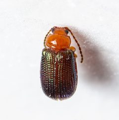 Trichaltica scabricula by Jgw-atx. Used under a CC BY 4.0 license.