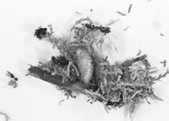 DiorhabdacarinulataPupaLewis2001 by Phil Lewis, USDA/APHIS. Used under a Public domain license.