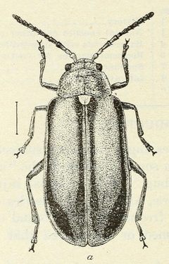 Monoxia puncticollis by USDA. Used under a Public domain license.