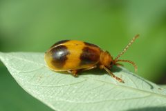 Monocesta coryli1 by DouglasGoldman. Used under a CC BY-SA 4.0 license.
