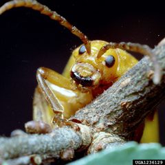 Monocesta coryli headshot by Clemson University - USDA Cooperative Extension Slide Series, Bugwood.org. Used under a CC BY 3.0 license.
