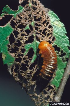 Monocesta coryli larva on ulmus americana by Gerald J. Lenhard, Louisiana State University, Bugwood.org. Used under a CC BY 3.0 license.