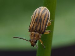 Ophraella communa 100079730 by Zygy. Used under a CC0 license.