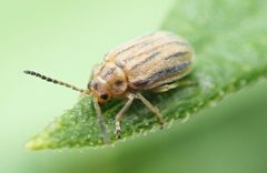 Ophraella communa 89784919 by pbedell. Used under a CC BY-SA 4.0 license.