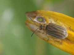 Ophraella notulata by Yann Kemper. Used under a CC BY-SA 4.0 license.