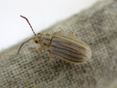 Ophraella notulata 42542373 by Zygy. Used under a CC0 license.