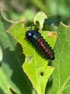 Trirhabda bacharidis 129483190 by inbetweenbays. Used under a CC BY 4.0 license.