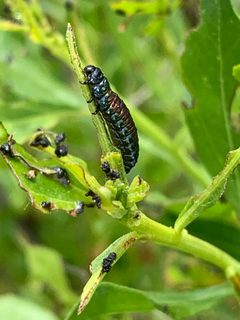 Trirhabda bacharidis 130745034 by inbetweenbays. Used under a CC BY 4.0 license.