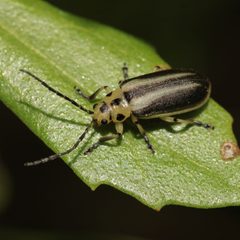 Trirhabda bacharidis 291257618 by Adrienne van den Beemt. Used under a CC BY 4.0 license.