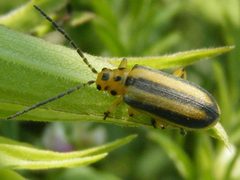 TrirhabdaCanadensis by Smidon33. Used under a CC BY-SA 3.0 license.