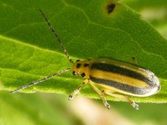 TrirhabdaCanadensis1 by Smidon33. Used under a CC BY-SA 3.0 license.