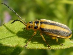 TrirhabdaCanadensis2 by Smidon33. Used under a CC BY-SA 3.0 license.