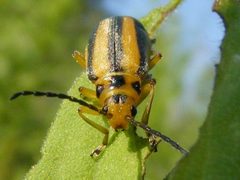 TrirhabdaCanadensis3 by Smidon33. Used under a CC BY-SA 3.0 license.