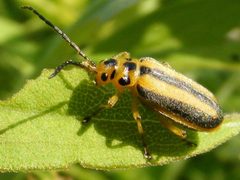 TrirhabdaCanadensis4 by Smidon33. Used under a CC BY-SA 3.0 license.