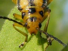 TrirhabdaCanadensis6 by Smidon33. Used under a CC BY-SA 3.0 license.