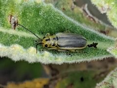 Trirhabda eriodictyonis by Erin Lalime. Used under a CC BY 4.0 license.