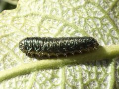 Trirhabda eriodictyonis larva by iNaturalist user: trickykid1. Used under a CC BY 4.0 license.