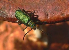 Baccharis leaf beetle by Linda Tanner. Used under a CC BY 2.0 license.