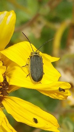 Encelia Leaf Beetle imported from iNaturalist photo 122754578 on 28 March 2024 by (c) Casey H. Richart, some rights reserved (CC BY). Used under a CC BY 4.0 license.
