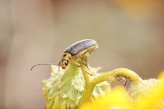 Encelia Leaf Beetle imported from iNaturalist photo 189213314 on 28 March 2024 by (c) Benjamin Burgunder, some rights reserved (CC BY). Used under a CC BY 4.0 license.