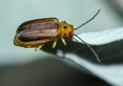 Encelia Leaf Beetle imported from iNaturalist photo 240075214 on 28 March 2024 by (c) Andrew Meeds, some rights reserved (CC BY). Used under a CC BY 4.0 license.
