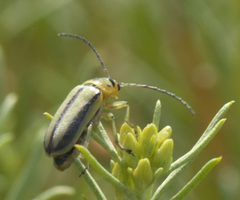 Trirhabda nitidicollis P1520890a by 
xpda. Used under a CC BY-SA 4.0 license.
