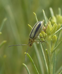 Trirhabda nitidicollis P1520900a by 
xpda. Used under a CC BY-SA 4.0 license.