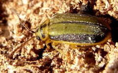 Xanthogaleruca luteola bl1 by Siga. Used under a CC BY-SA 3.0 license.