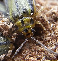 Xanthogaleruca luteola front by Siga. Used under a CC BY-SA 3.0 license.
