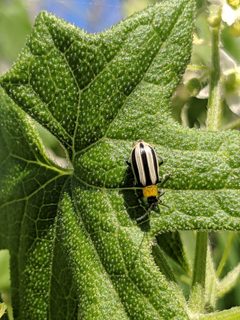 Western Striped Cucumber Beetle imported from iNaturalist photo 33829724 on 5 August 2024 by no rights reserved. Used under a CC0 license.
